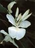 20060112011512-mariposa-blanca.jpg